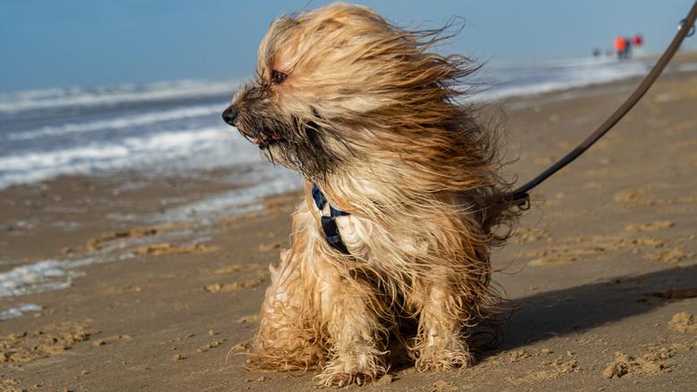 Hund på stranden. 