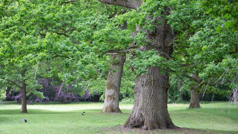 Lövträd med en metertjock stam och gröna blad med andra träd runtomkring sig på en gräsyta. 