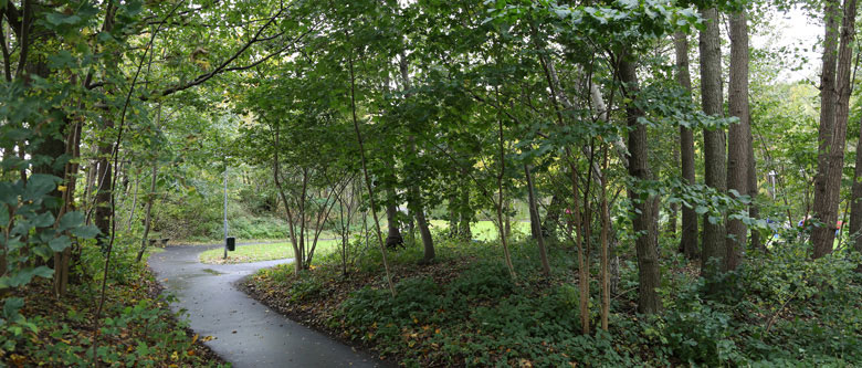 Asfalterad gångväg genom träddunge. gräsplan i solljus skymtas mellan träden