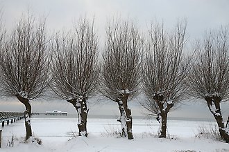 Träd i vinterlandskap